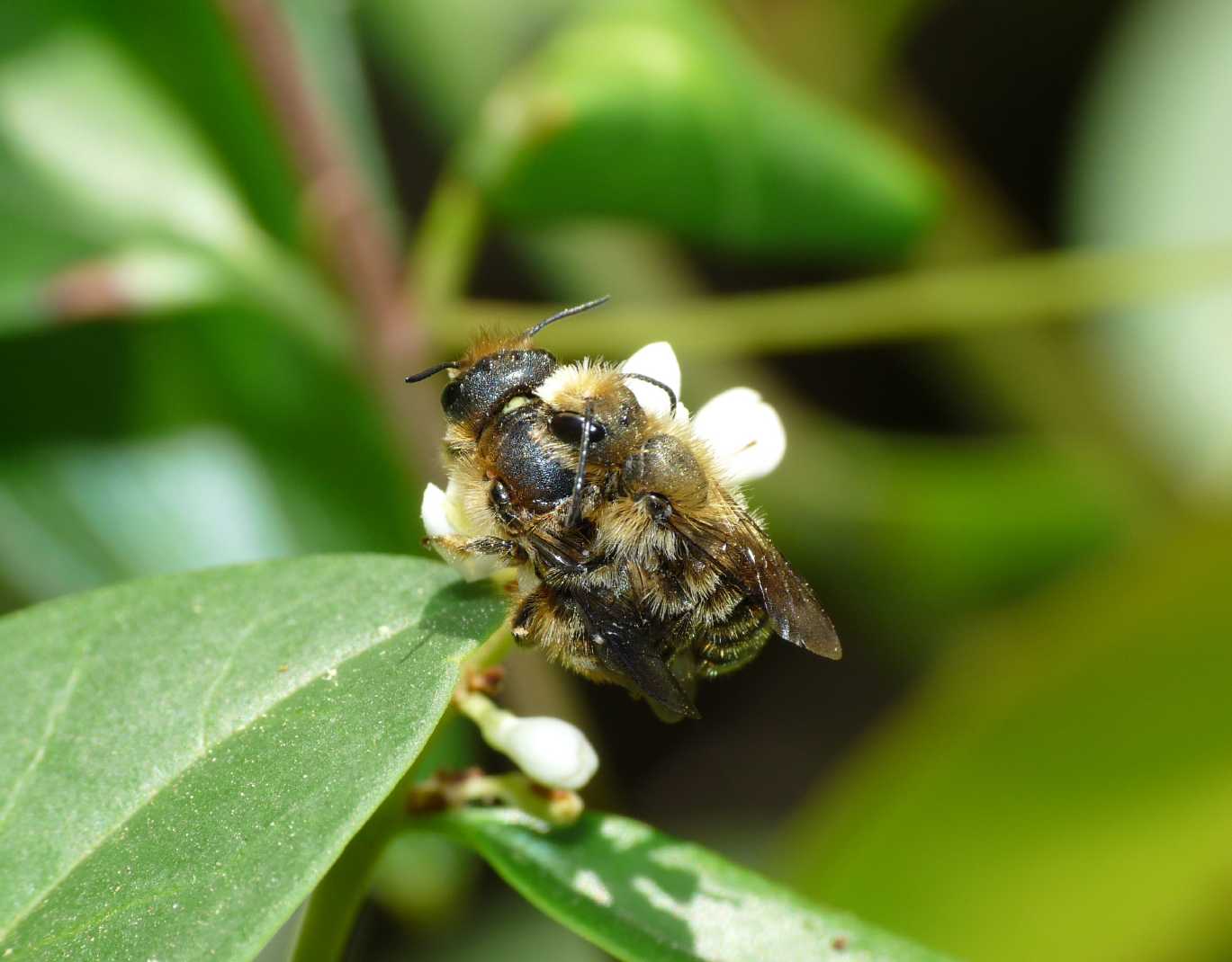 Apine in accoppiamento (Osmia sp.)